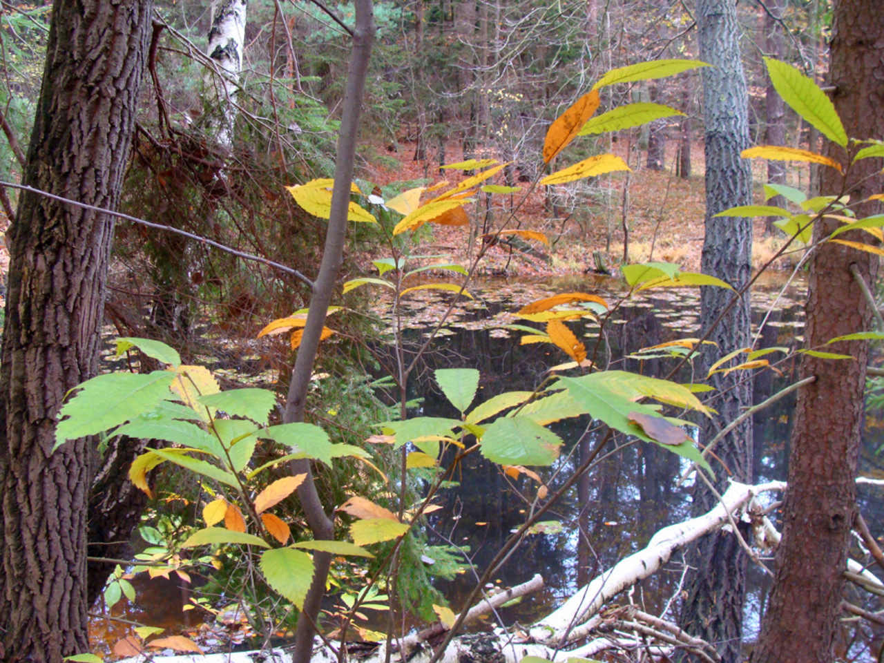 Петли Для Стеклянных Панелей, Прозрачной Дверцы «стекло-стекло», Петли Для Душевых Боксов