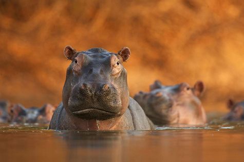 Rozlewisko hipopotamów - David Fettes - Wielka Brytania